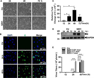 RIPK3-Dependent Necroptosis Is Induced and Restricts Viral Replication in Human Astrocytes Infected With Zika Virus